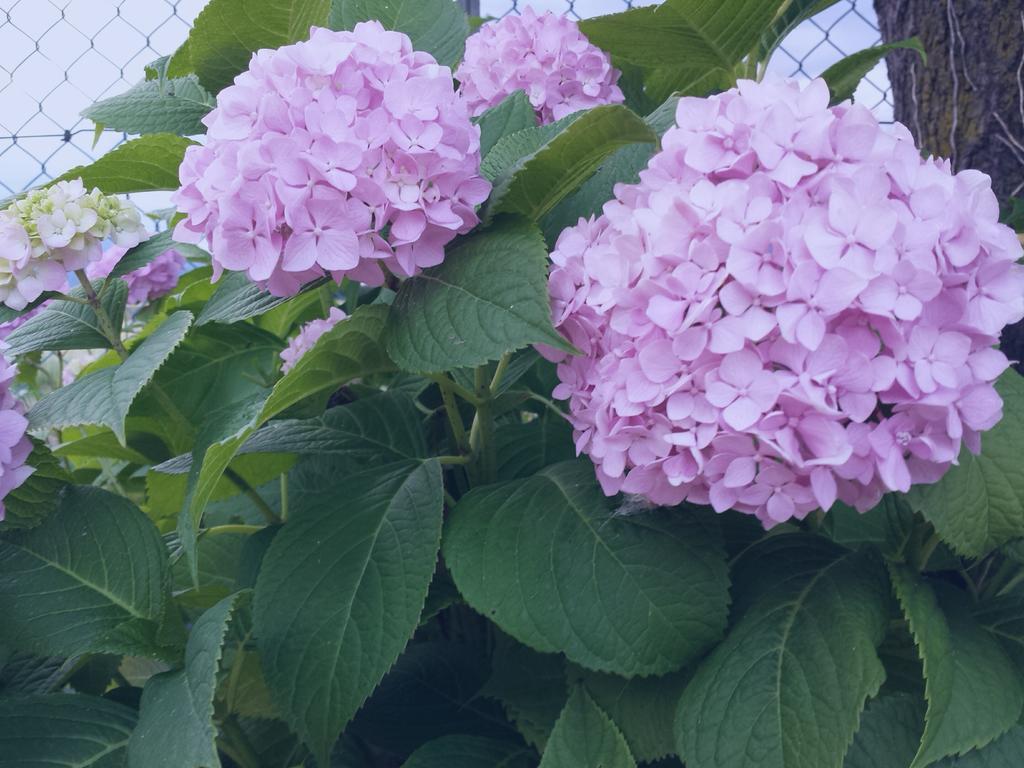 Bed And Breakfast Villa Novella Crocetta del Montello 외부 사진